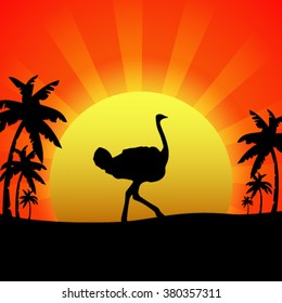 Silhouette of an ostrich on a background sunset