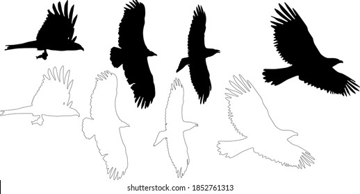 silhouette and outline of raptors and vulture on flight, vector on white background