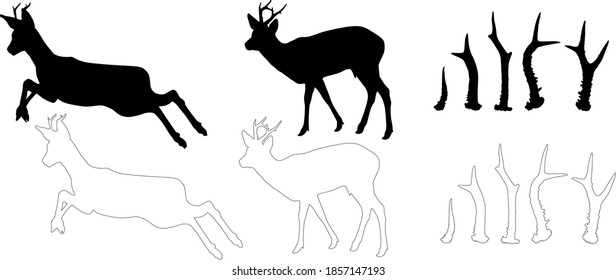 silhouette and outline of Roe deer (Capreolus capreolus), vector on white background