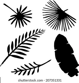 Silhouette of palm branch and tropical leaf. Vector illustration.