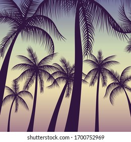 Silhouette palm coconut trees background