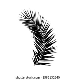 Silhouette of a palm leaf. Black tropical plant isolated on white background. Vector illustration for creating shadows, patterns and logos