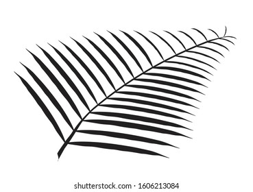 Silhouette of a palm leaf branch over a white background