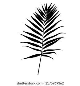 silhouette of a palm leaf, nature