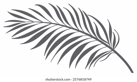 silhouette of palm leaf on white