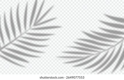 silhouette of palm leaf shadow overlay isolated on transparent background