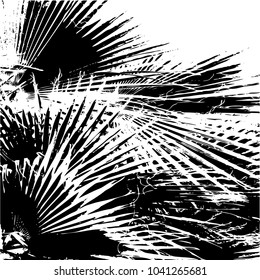 Silhouette. A palm leaf. Palm tree. Graphic on white background.Isolated vector illustration. The black.