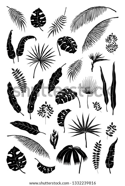 シルエットヤシの葉 黒いジャングルの植物 夏の葉にエキゾチックな花の枝を生み出す ベクターモンステラ植物のシルエットセット のベクター画像素材 ロイヤリティフリー