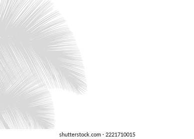 Silhouette of palm leaves or coconut leaves left side. Natural pattern, light gray shadow. Copy space. For advertisements, business cards, brochures and white backgrounds.