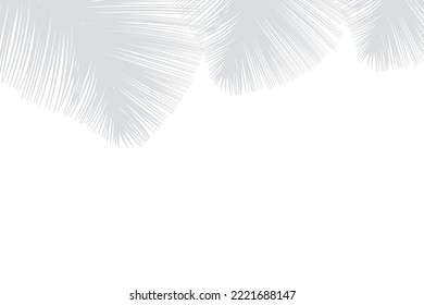Silhouette of palm leaves or coconut leaves on top. Natural pattern, light gray shadow. Copy space. For advertisements, business cards, brochures and white backgrounds.
