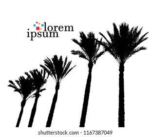 Silhouette of a palm tree