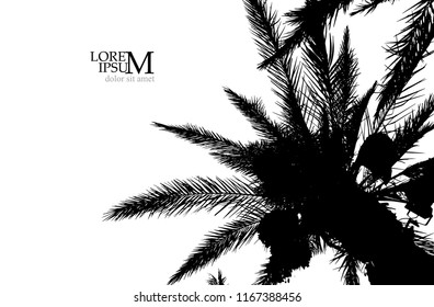 Silhouette of a palm tree