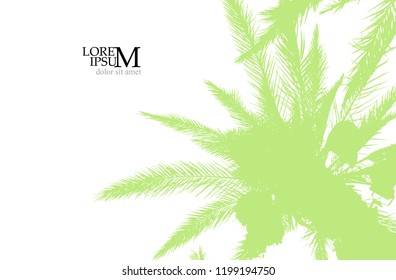 Silhouette of a palm tree