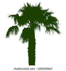 Silhouette of a palm tree with fluffy leaves. Palm trees by the sea. Palm leaf Green silhouette on white. Vector illustration. Resort. Isolated background.