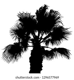 Silhouette of a palm tree. High palm with a large crown. Palm trees by the sea. Palm leaf Black silhouette on white. Vector illustration Resort. Exotic. Isolated background