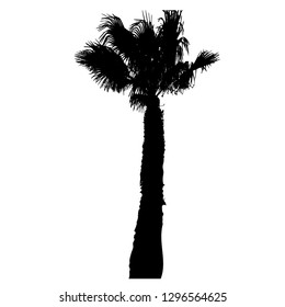 Silhouette of a palm tree. High palm with a small crown. Palm trees by the sea. Palm leaf Black silhouette on white. Vector illustration Resort. Exotic. Isolated background