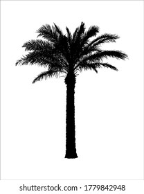 Silhouette of palm tree isolated on white background