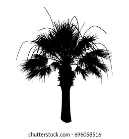 Silhouette palm tree isolated on white. Vector illustration.