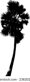 silhouette of  palm tree on white background vector art, black color