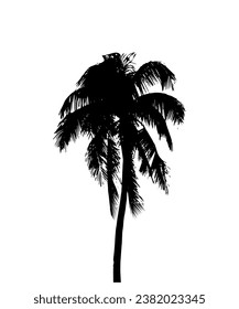 silhouette of  palm tree on white background vector art, black color