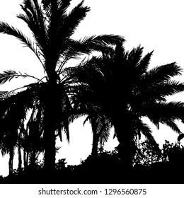 Silhouette of a palm tree. Several palm trees. Palm trees by the sea. Palm leaf Violet silhouette on white. Vector illustration Resort. Exotic. Isolated background