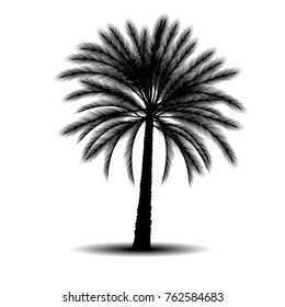 silhouette a palm tree with shadow on a white background