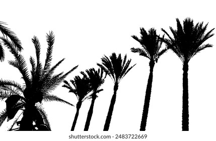 Silhouette of a palm trees . Hello summer camp poster. hand drawing. Not AI. Vector illustration.