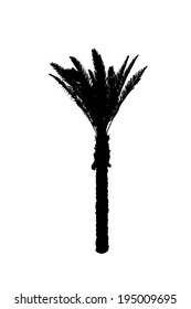 silhouette of palm trees. Vector 