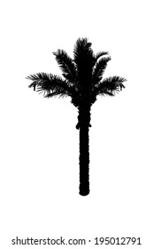 silhouette of palm trees. Vector 