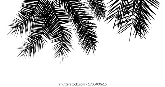 The silhouette of palm trees. Vector illustration