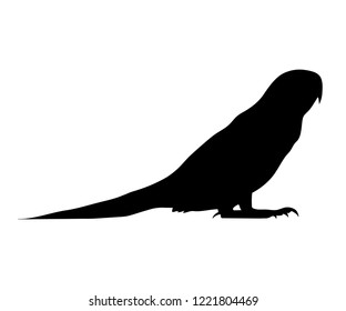 The silhouette parrot