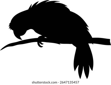 Silhouette of a parrot perched on a branch depicting calmness and natural beauty