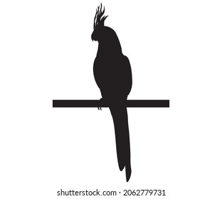 silhouette of a parrot with a tuft sitting on a branch
