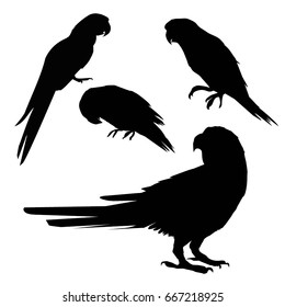 silhouette parrot, vector, Illustrator