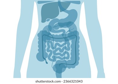 Parte de silueta de órganos dentro del cuerpo humano