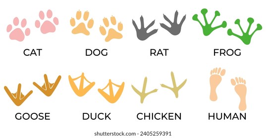 Silhouette von Pfotendrucken verschiedener Tiere einzeln auf Weiß. Fußabdrücke von Tieren Katze, Hund, Ratte, Frosch, Gans, Ente Huhn, Menschen. farbige Vektorset-Fußspuren