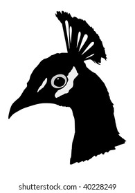 silhouette of peacock