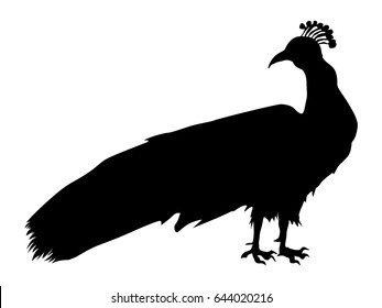 silhouette of peacock