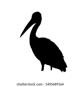 Silhouette of a pelican standing. Vector illustration isolated on white background