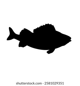 Silhouette of a perch fish, side view. Vector illustration. Black silhouette isolated on white background