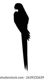 silhouette of a perched macaw