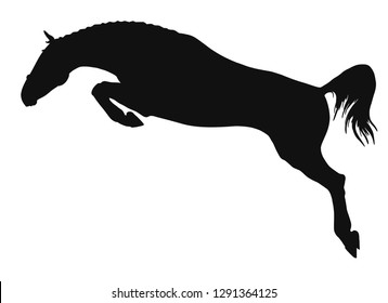 Silhouette of a perfect jumping young horse.