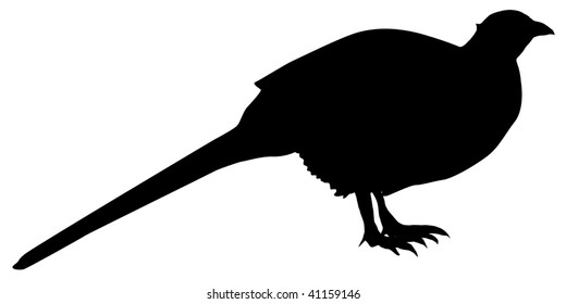 silhouette of pheasant