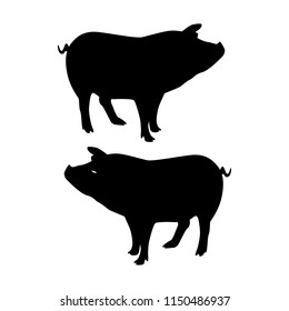 Silhouette Pig, on white background, vector