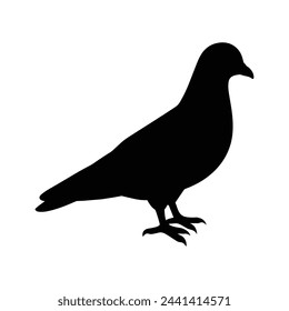 silhouette of a pigeon on white