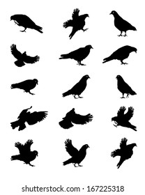 Silhouette of Pigeons Isolated on White Vector Illustration