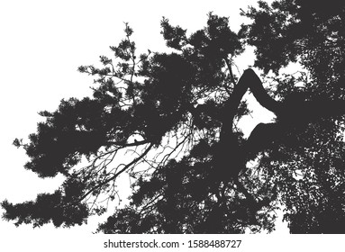 Silhouette of pine branches against white background. Vector realistic illustration of a silhouette of pine branches.