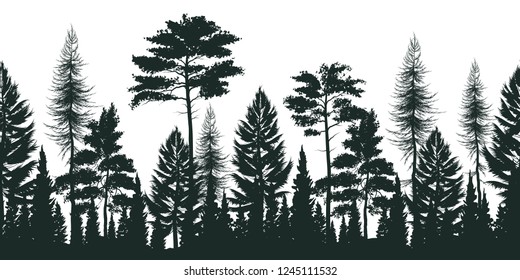 Silhouette of pine forest with small and tall evergreen trees on white background vector illustration