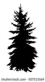 Silhouette of pine tree . 