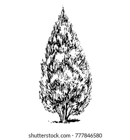  Silhouette of pine tree